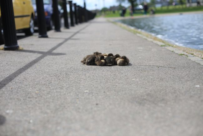 baby duckies