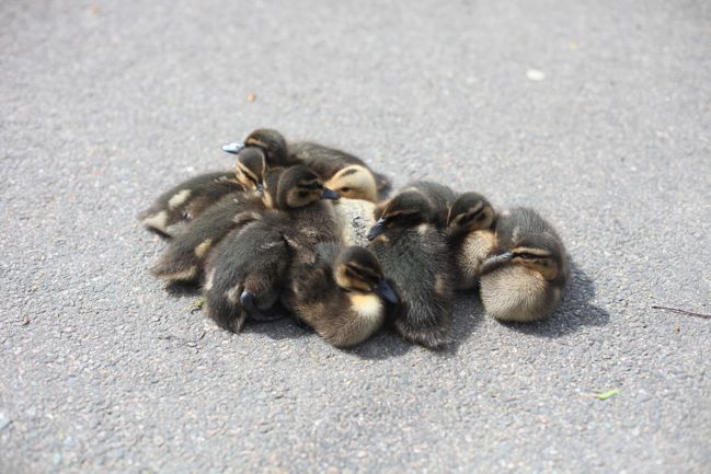 baby duckies