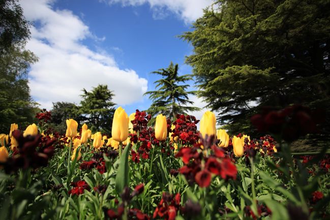 greenwich park flowers