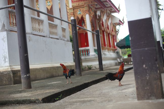 Travel Notes from Ko Kret, Thailand