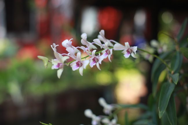 Travel Notes from Ancient City, Thailand