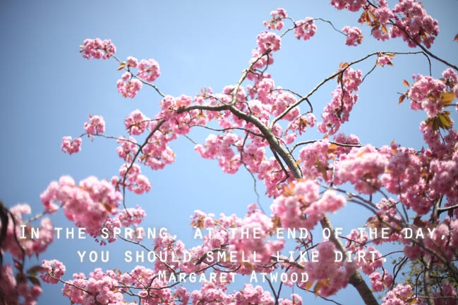 cherry blossoms + margaret atwood