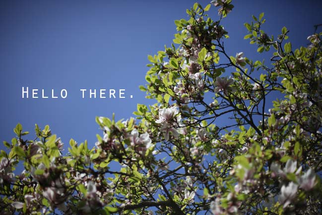 cherry blossom tree