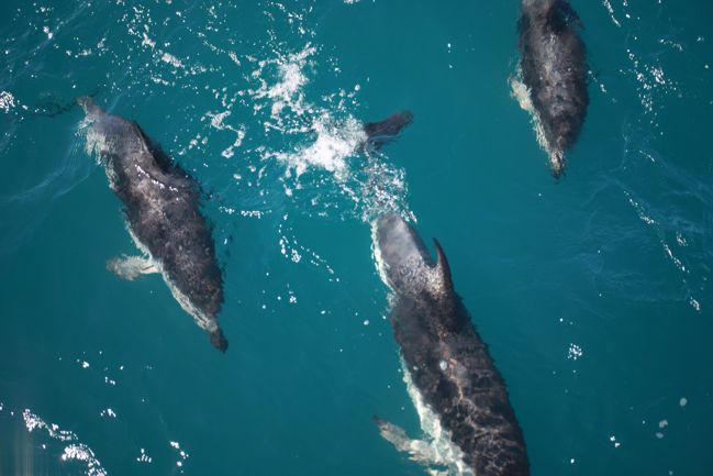 dolphins in kaikoura, new zealand