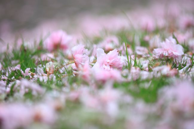 cherry blossoms in the grass