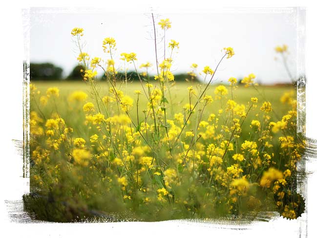 green field green field