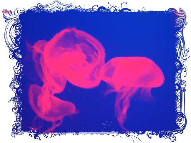 pink jellyfish pink jellyfish