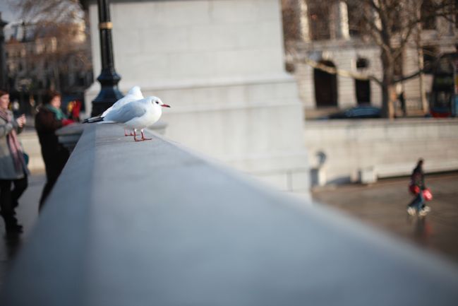 birds at trafalgar square
